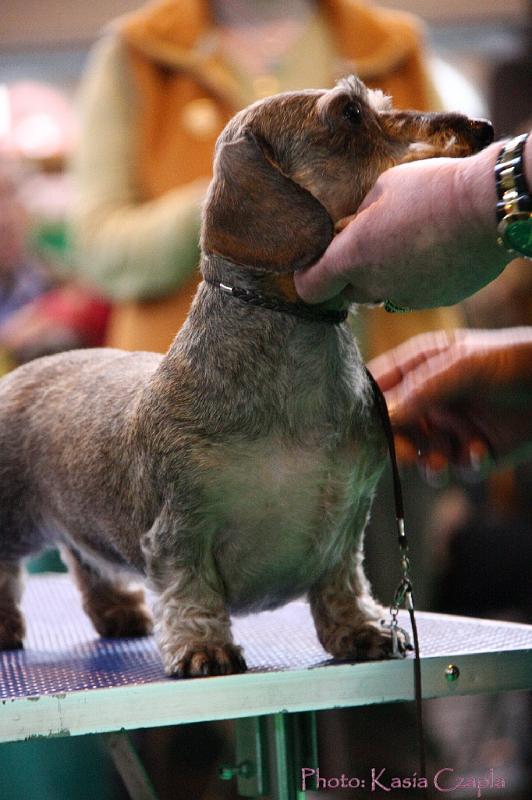 Crufts2011_2 1475.jpg